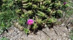 Image of flowering cactus